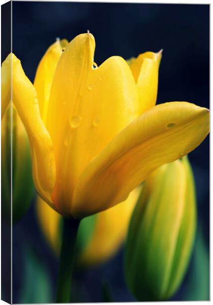 Raindrops on a Yellow Tulip Canvas Print by Jim Allan