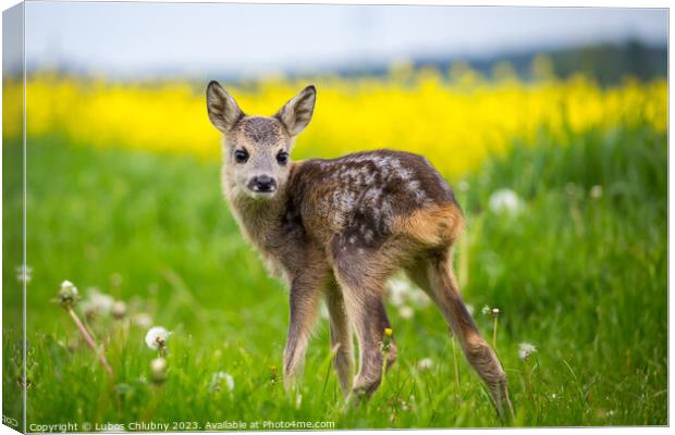 Young wild roe deer in grass, Capreolus capreolus. New born roe  Canvas Print by Lubos Chlubny