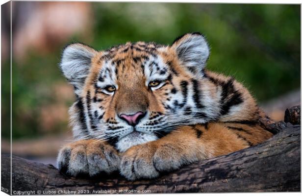 Cute siberian tiger cub, Panthera tigris altaica Canvas Print by Lubos Chlubny