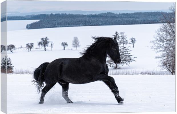 Friesian stallion running in winter field. Black Friesian horse runs gallop in winter. Canvas Print by Lubos Chlubny