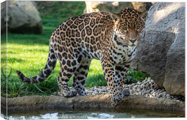 Jaguar is about to jump into the water. Panthera Onca. Canvas Print by Lubos Chlubny