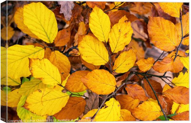 Autumn beech leaves on a branch Canvas Print by Lubos Chlubny