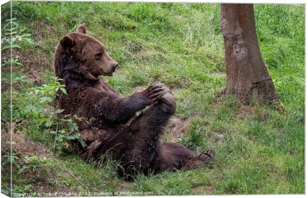 Resting brown bear (Ursus arctos) in the forest Canvas Print by Lubos Chlubny