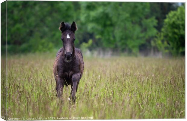 Running foal in spring meadow, black horse Canvas Print by Lubos Chlubny