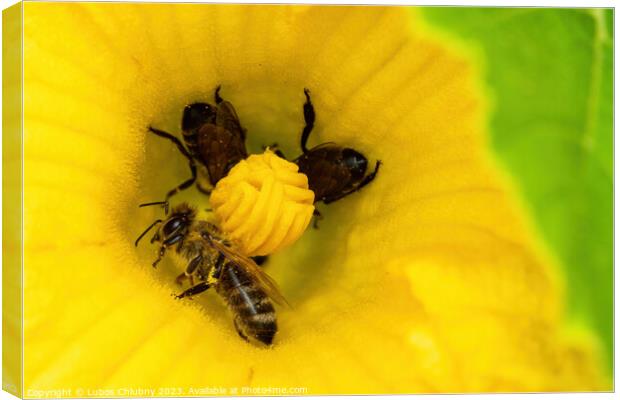 Bees collect pollen in a zucchini flower Canvas Print by Lubos Chlubny
