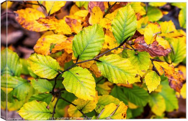 Autumn beech leaves on a branch Canvas Print by Lubos Chlubny