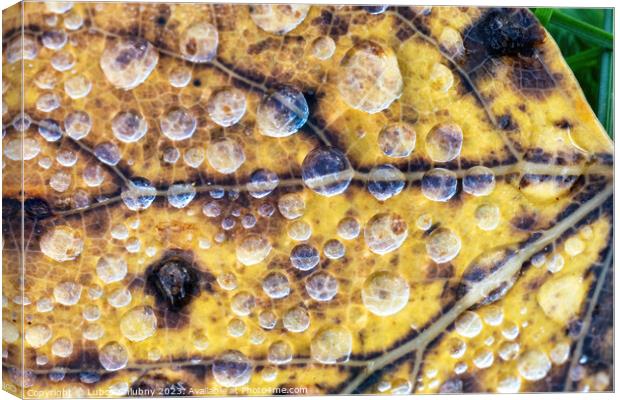 Autumn leaf with water dew drops Canvas Print by Lubos Chlubny