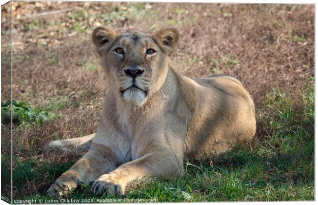 Asiatic lioness (Panthera leo persica). A critically endangered species. Canvas Print by Lubos Chlubny