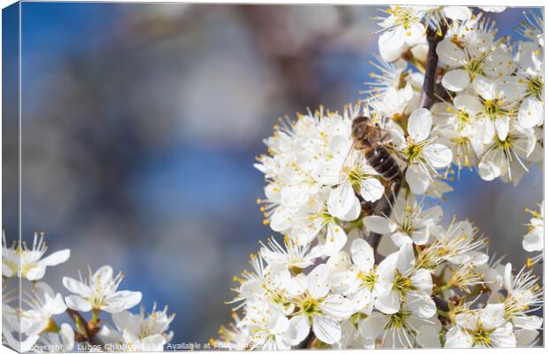Honey bee collecting pollen from flowers. Spring n Canvas Print by Lubos Chlubny