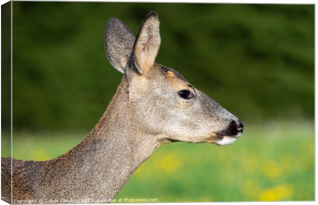 Roe deer in grass, Capreolus capreolus. Wild roe deer in nature. Canvas Print by Lubos Chlubny