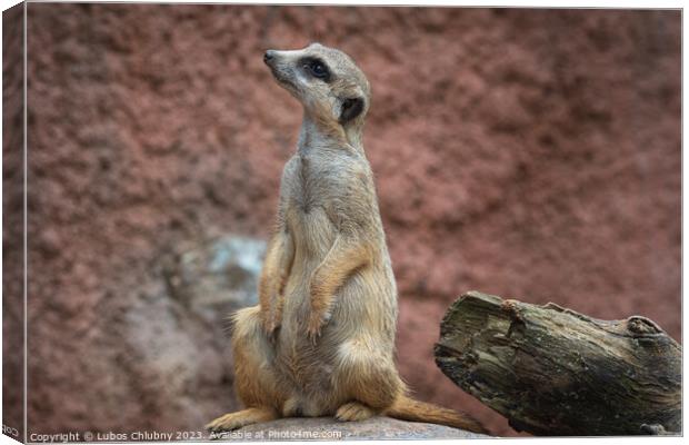 Suricata standing on a guard. Curious meerkat (Suricata suricatta). Canvas Print by Lubos Chlubny