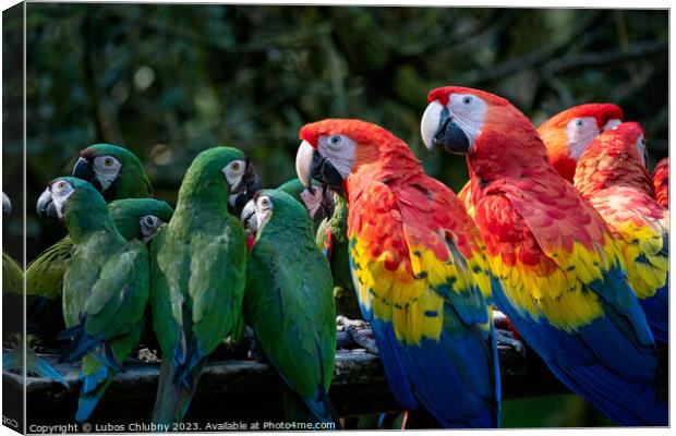 Group of Ara parrots, Red parrot Scarlet Macaw, Ara macao and military macaw (ara militaris) Canvas Print by Lubos Chlubny