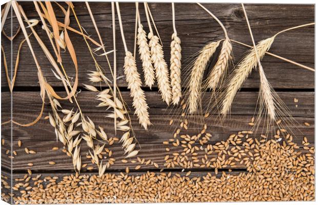 Ears of wheat on old wooden table Canvas Print by Lubos Chlubny