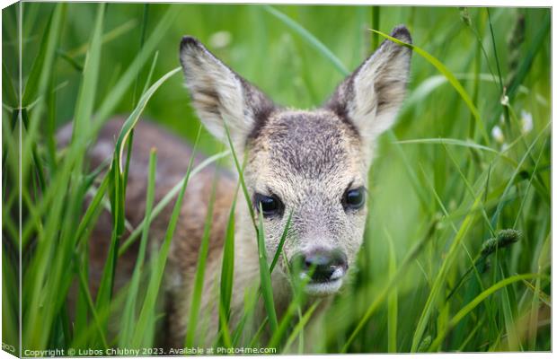 Young wild roe deer in grass, Capreolus capreolus. New born roe deer, wild spring nature. Canvas Print by Lubos Chlubny