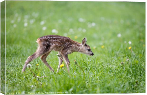 Young wild roe deer in grass, Capreolus capreolus. New born roe deer, wild spring nature. Canvas Print by Lubos Chlubny