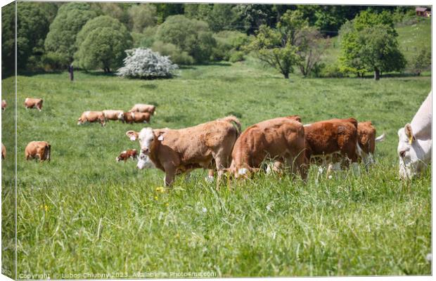 Cows and calves grazing on a spring meadow in sunny day Canvas Print by Lubos Chlubny