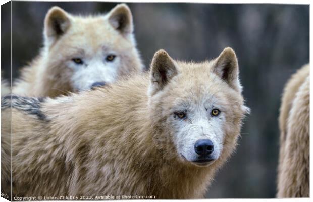 Arctic wolves (Canis lupus arctos), also known as the white wolf or polar wolf Canvas Print by Lubos Chlubny