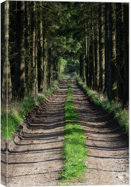 Path in the spring forest and on the sides grows grass Canvas Print by Lubos Chlubny