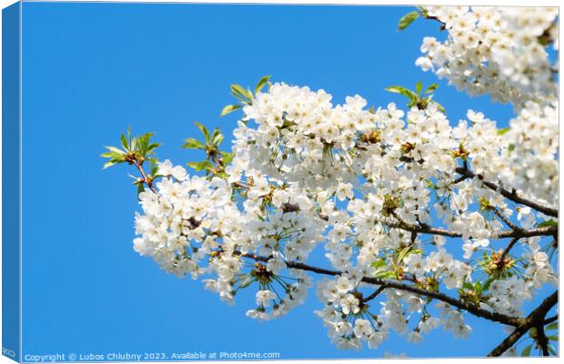 Spring blossom cherry tree flowers and blue sky Canvas Print by Lubos Chlubny