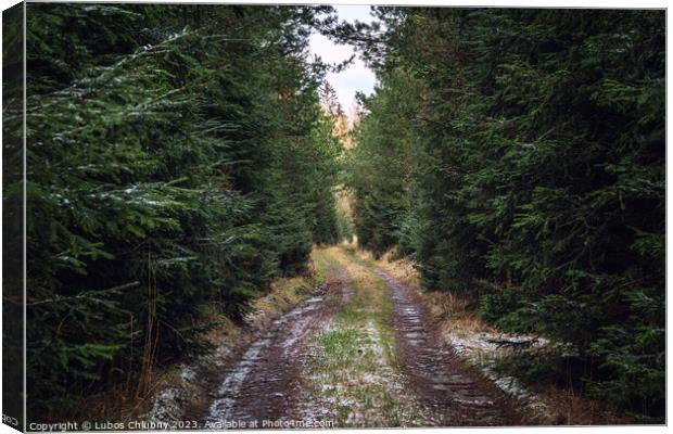Walking path in forest. Forest road. Canvas Print by Lubos Chlubny