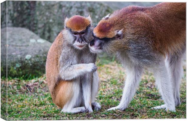 Patas monkey also known hussar monkey (Erythrocebus patas) Canvas Print by Lubos Chlubny