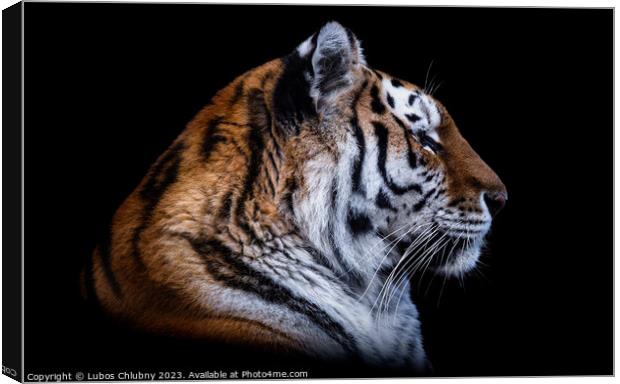 Front view of Siberian tiger isolated on black background. Portr Canvas Print by Lubos Chlubny