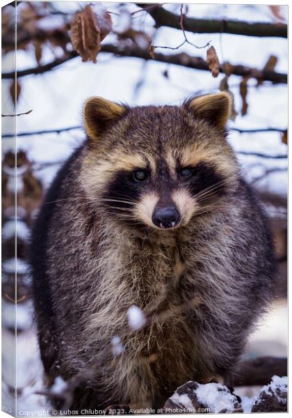 Raccoon (Procyon lotor) in winter. Also known as the North American raccoon. Canvas Print by Lubos Chlubny