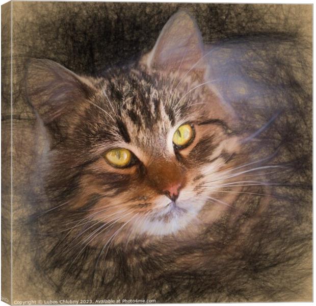 Pencil sketch with the image of a tabby cat Canvas Print by Lubos Chlubny
