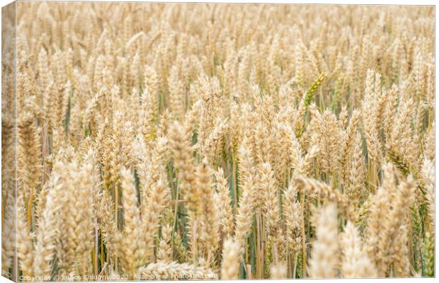 Wheat field. Golden ears of wheat on the field. Background of ri Canvas Print by Lubos Chlubny