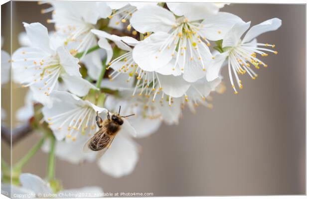 Bee on a cherry blossoms. Spring floral background. Cherry flowers blossoming in the springtime. Canvas Print by Lubos Chlubny