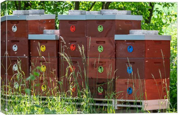 Wooden bee hives. Bee hives in nature. Beekeeping concept. Canvas Print by Lubos Chlubny