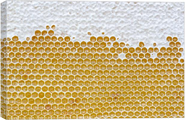 Honeycomb full of honey. Beekeeping concept Canvas Print by Lubos Chlubny