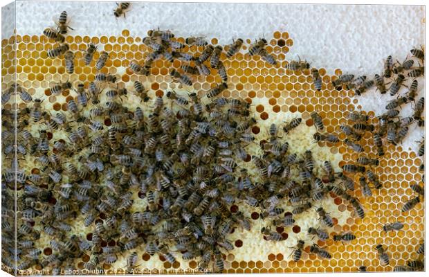 Honeycomb full of bees. Beekeeping concept. Bees in honeycomb. Canvas Print by Lubos Chlubny