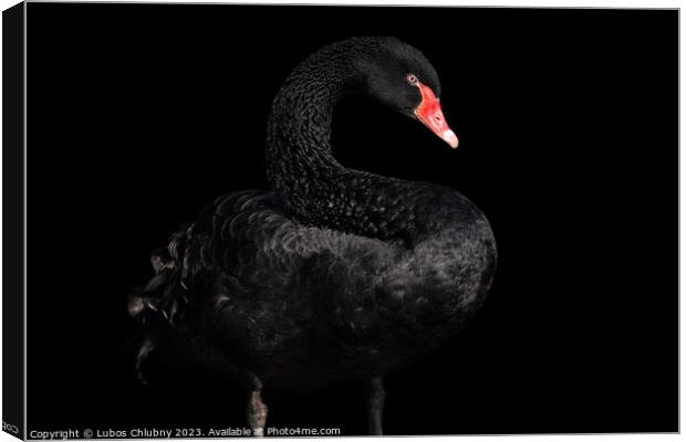 Black swan isolated on black background (Cygnus atratus). Beautiful west australian black swan. Canvas Print by Lubos Chlubny