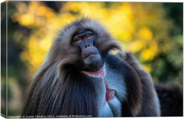 Alpha male of Gelada Baboon - Theropithecus gelada, beautiful ground primate Canvas Print by Lubos Chlubny
