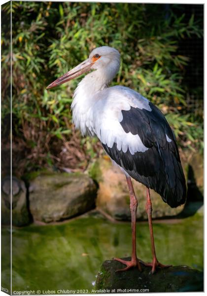 White Stork stands on a stone Canvas Print by Lubos Chlubny
