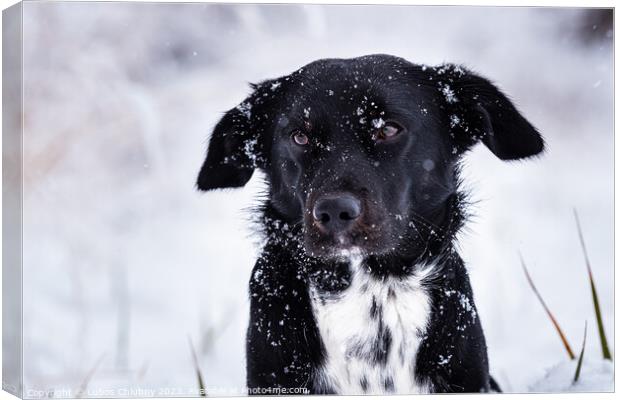 Black dog with white breastplate in winter and falling snowflake Canvas Print by Lubos Chlubny