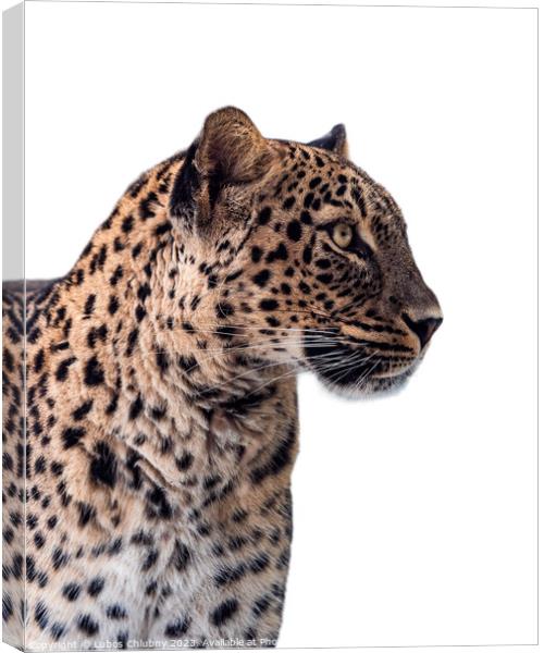 Persian leopard (Panthera pardus saxicolor) isolated on white ba Canvas Print by Lubos Chlubny