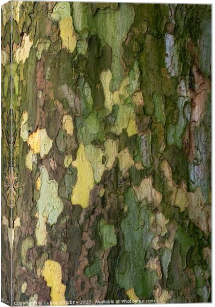 Bark of plane tree (Platanus acerifolia). Surface of sycamore. B Canvas Print by Lubos Chlubny