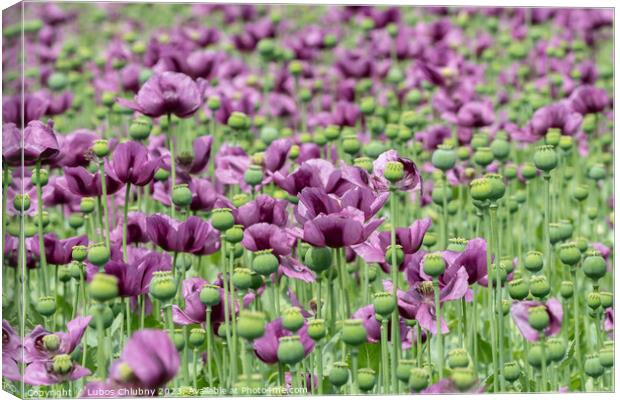 Purple poppy blossoms in a field. (Papaver somniferum). Poppies, agricultural crop. Canvas Print by Lubos Chlubny