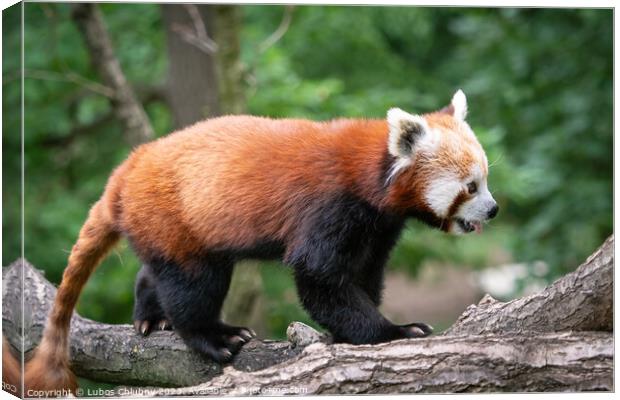 Red panda (Ailurus fulgens) on the tree. Cute panda bear in forest habitat. Canvas Print by Lubos Chlubny