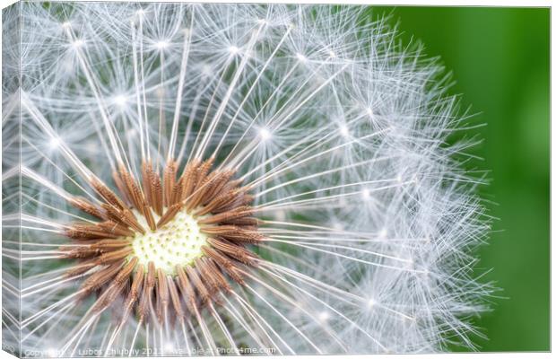 Dandelion seeds on green background Canvas Print by Lubos Chlubny