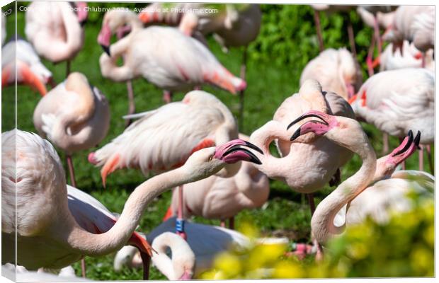 Group of Greater flamingo (Phoenicopterus roseus) Canvas Print by Lubos Chlubny