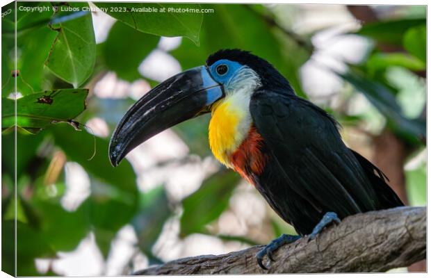 Channel-billed Toucan (Ramphastos vitellinus) stands on the tree Canvas Print by Lubos Chlubny
