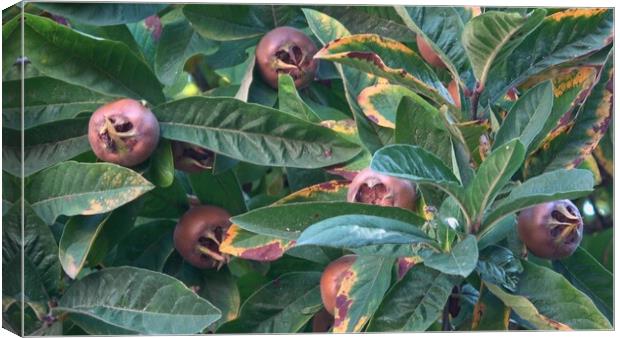 Medlar fruit Mespilus germanica on a branch Canvas Print by Irena Chlubna