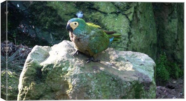 Green parrot (Amazona farinosa) Green parrot with yellow feathers. Canvas Print by Irena Chlubna