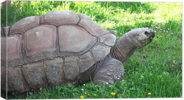 Aldabra giant tortoise (Aldabrachelys gigantea) eating grass Canvas Print by Irena Chlubna