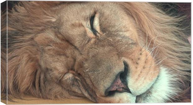 Barbary lion (Panthera leo leo). Sleeping lion Canvas Print by Irena Chlubna