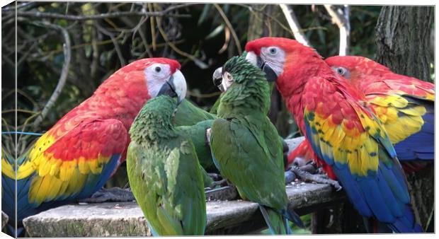 Group of Ara parrots, Red parrot Scarlet Macaw, Ara macao  Canvas Print by Irena Chlubna