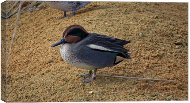 Common Teal or Eurasian Teal (Anas crecca) Canvas Print by Irena Chlubna